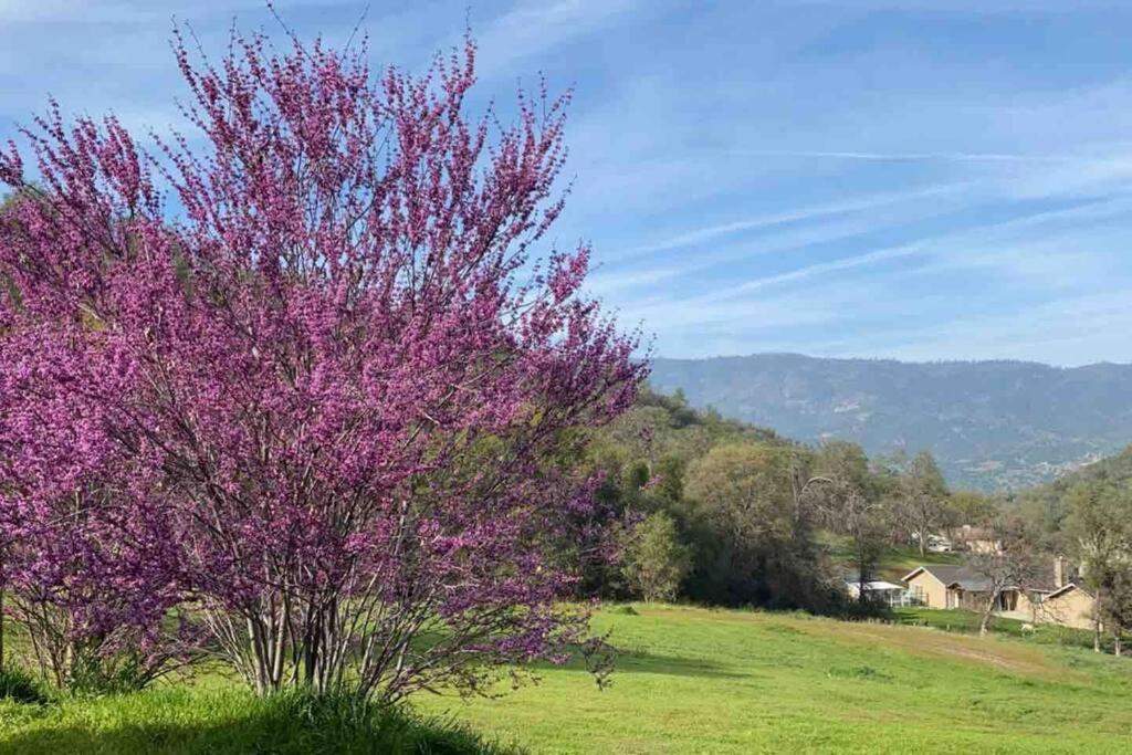 Waxberry Getaway Sequoia/Kings Canyon National Pks Yokuts Valley  Dış mekan fotoğraf
